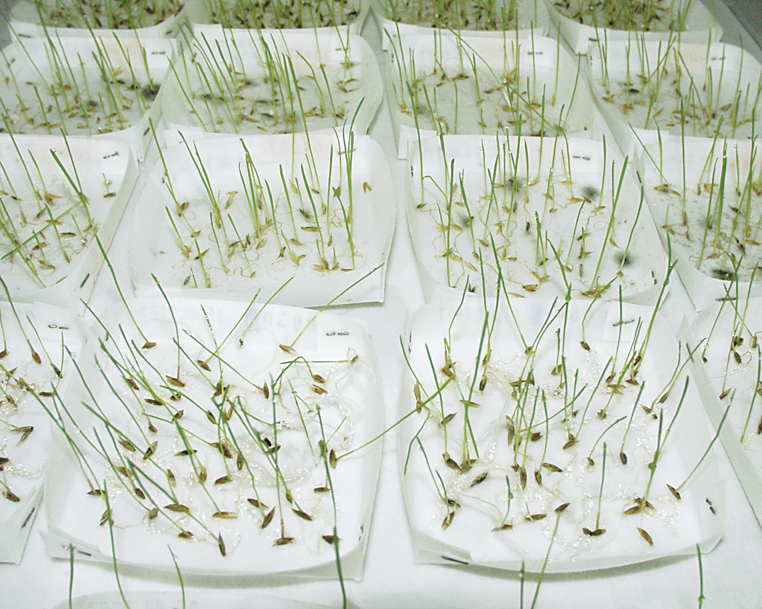 Sartorius Libra Elektronik